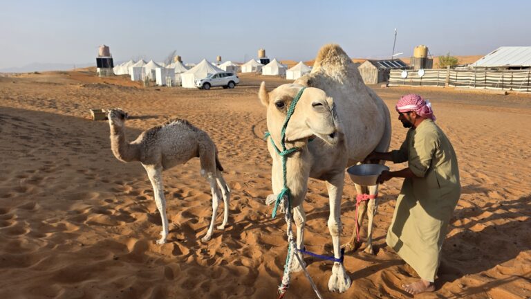 Al Sarmadi Camp Wüstencamp Oman Wahiba Kamelmelken