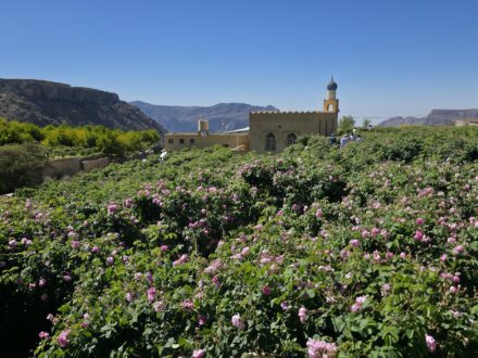 Jabal Akhdar Oman Rosen Rosenblüte