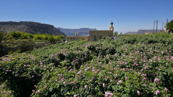 Jabal Akhdar Oman Rosen Rosenblüte