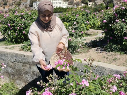 Rosenernte Rosenblüte Oman Jabal Akhdar
